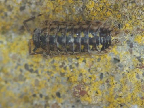 Réf. 188 415 : Porcellio spinicornis